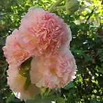 Appartamento Julie *