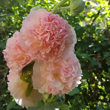 Apartment Gite Julie *